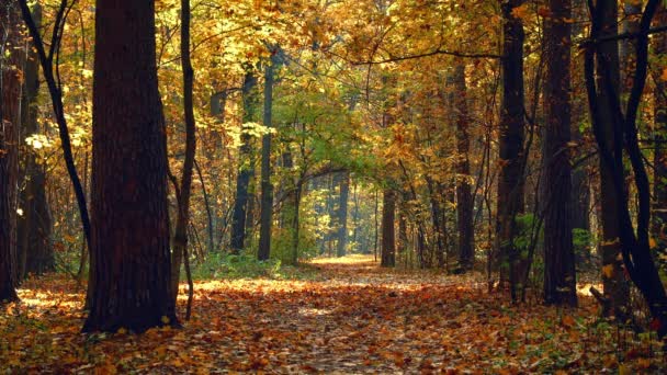 Stezka v podzimním lese — Stock video