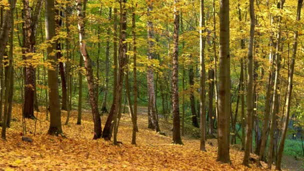 Bladval in herfstpark — Stockvideo