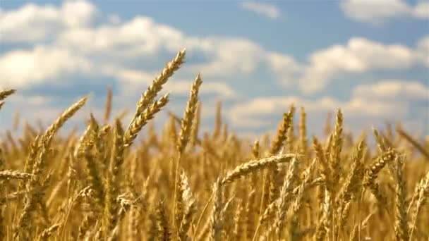 Крупним планом золотисті пшеничні вуха над блакитним небом в сонячний день . — стокове відео