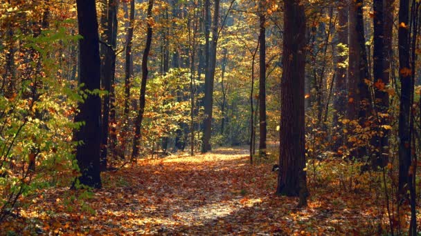 Ösvény az őszi erdőben — Stock videók