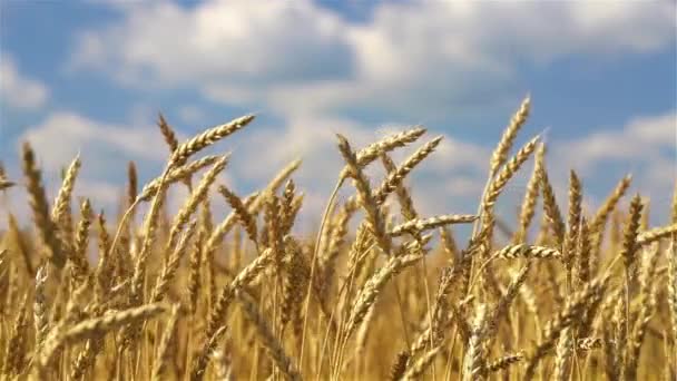 Закрыть уши золотой пшеницы над голубым небом в солнечный день. — стоковое видео