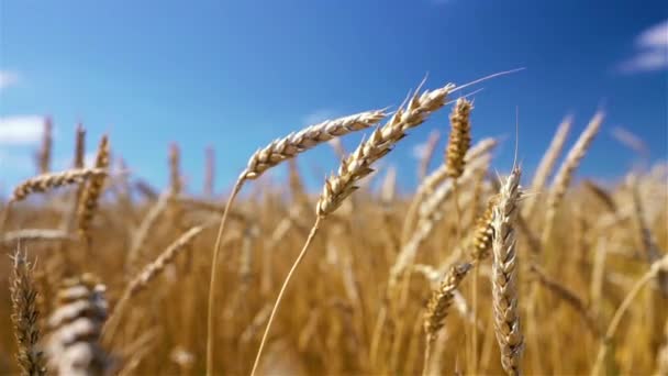 Primer plano de espigas de trigo dorado sobre el cielo azul en un día soleado. — Vídeos de Stock