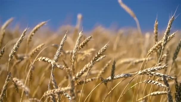 Zbliżenie złotych uszu pszenicy nad błękitnym niebem w słoneczny dzień. — Wideo stockowe