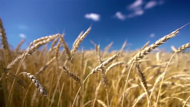 Primer plano de espigas de trigo dorado sobre el cielo azul en un día soleado. — Vídeo de stock