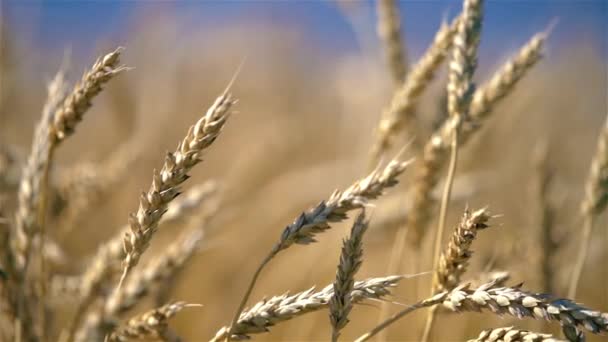 Großaufnahme von goldenen Weizenähren über blauem Himmel an sonnigen Tagen. — Stockvideo