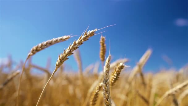 Primer plano de espigas de trigo dorado sobre el cielo azul en un día soleado. — Vídeos de Stock