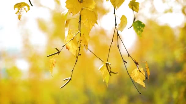 Hojas de abedul soleado otoño — Vídeo de stock