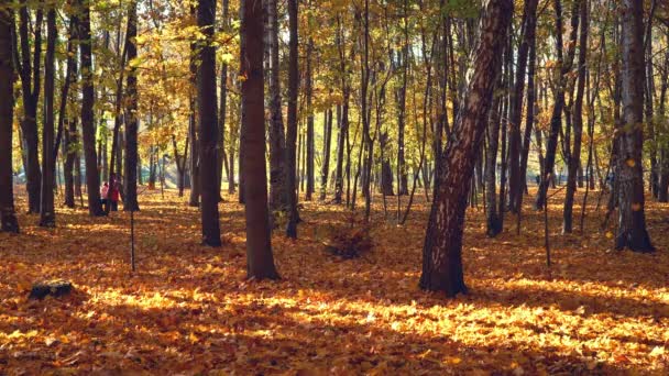 Caduta delle foglie nel parco autunnale — Video Stock