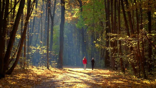 落叶时在秋天的公园散步 — 图库视频影像