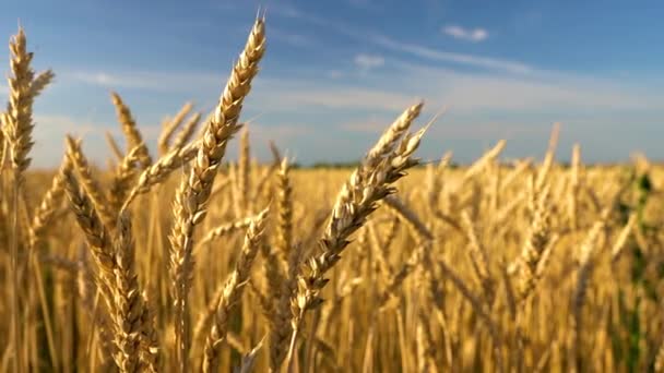 Primer plano de espigas de trigo dorado sobre el cielo azul en un día soleado. — Vídeos de Stock