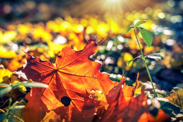 Primo piano del fogliame luminoso nel parco autunnale — Foto Stock