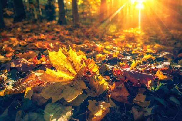 Frunze strălucitoare în parcul de toamnă — Fotografie, imagine de stoc