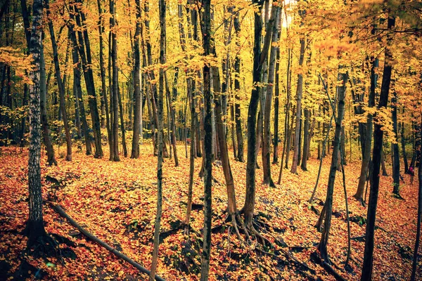 Folhagem vibrante na floresta de outono — Fotografia de Stock