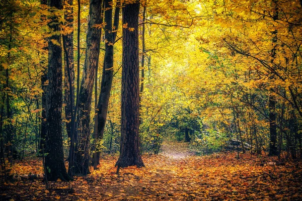 秋の公園内の道 — ストック写真