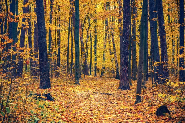 Väg i höstparken — Stockfoto