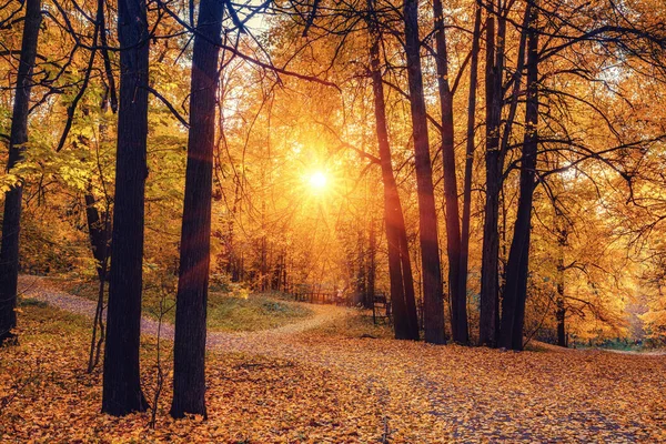 Outono ensolarado vibrante em um parque — Fotografia de Stock