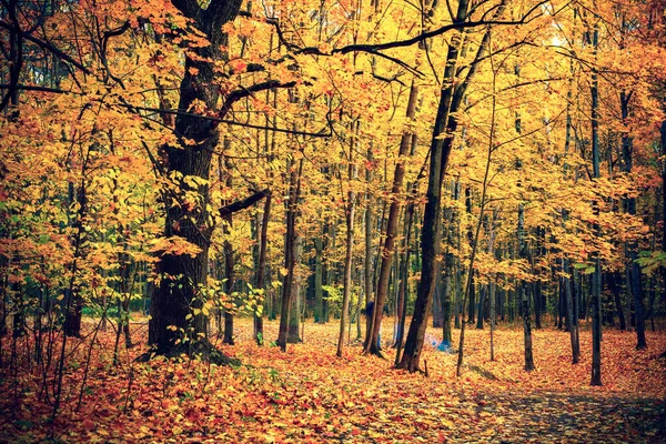 Vibrerande lövverk i höstskogen — Stockfoto