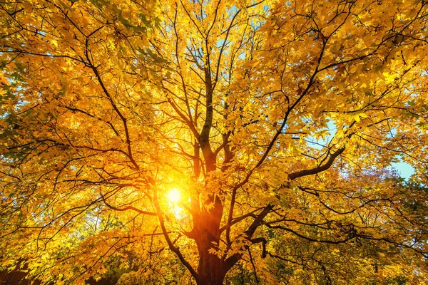 Сонячне осіннє кленове дерево — стокове фото