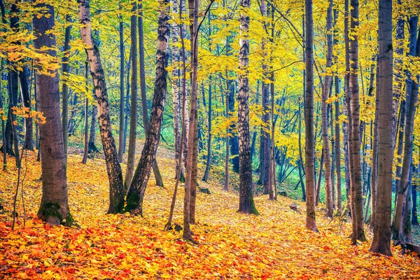 Żywe liście w jesiennym lesie — Zdjęcie stockowe