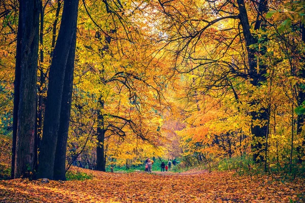 Stezka v podzimním lese — Stock fotografie
