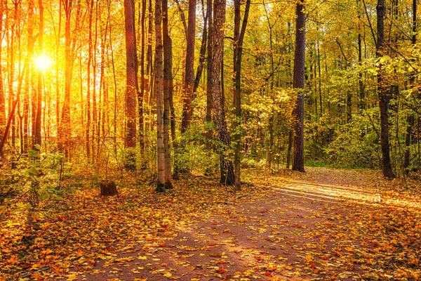 Autunno soleggiato vibrante in un parco — Foto Stock