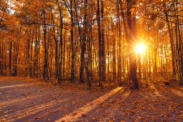 Bright trees in sunny autumn park — Stock Photo, Image