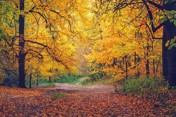 Via na floresta de outono — Fotografia de Stock