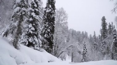 Yoğun kar yağışı kış orman içinde. Altay, Sibirya.