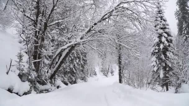 Zimní Les Silnici Během Silného Sněžení — Stock video