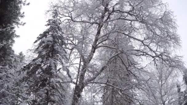 Boom Een Bos Winter Met Dalende Sneeuw — Stockvideo