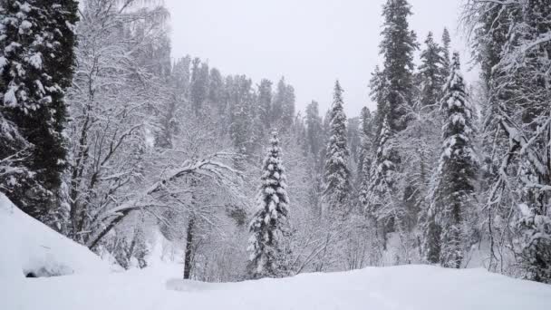 Yoğun Kar Yağışı Kış Orman Içinde Altay Sibirya — Stok video