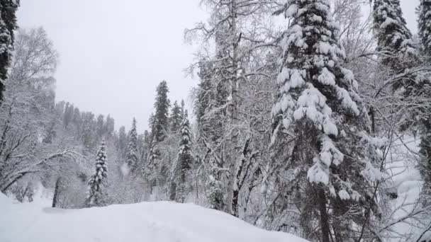 Neve Pesada Uma Floresta Inverno Altay Sibéria — Vídeo de Stock