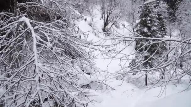 Nevadas Bosque Caminar Por Sendero Nevado Bosque Invierno — Vídeo de stock