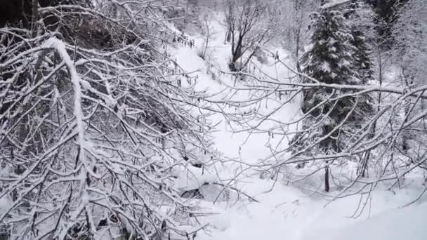 Chute Neige Dans Forêt Promenade Dans Sentier Enneigé Forêt Hivernale — Video