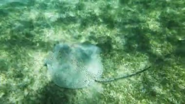 Red Sea'deki/daki Stingray