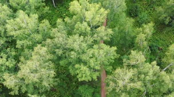 Luftaufnahme Von Wald Und Pfad Mit Völkern Einem Sommertag — Stockvideo