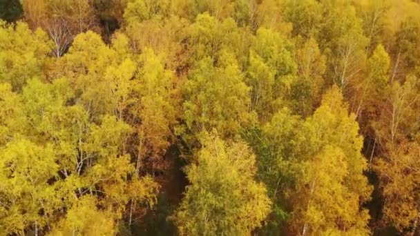 Вид Повітря Осінній Ліс Різнокольоровими Деревами Дерева Яскраво Жовтим Зеленим — стокове відео