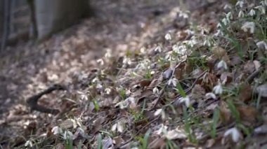 Kardelen ormandaki rüzgarda taşıma