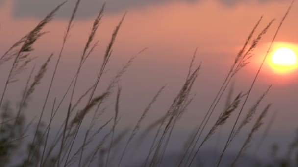 Panoramautsikt Över Solnedgången Över Gräs — Stockvideo
