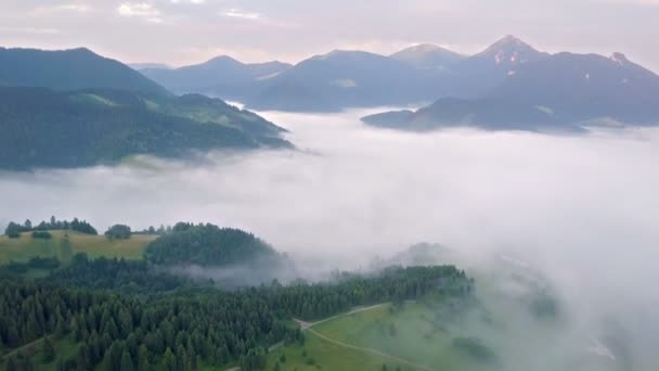 雾国家的绿色森林 — 图库视频影像