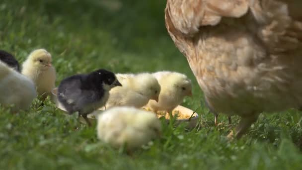バイオ農場でフィード赤ちゃんひよことにわとり — ストック動画