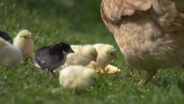 Poussins et poules mères se nourrissent sur la ferme biologique 