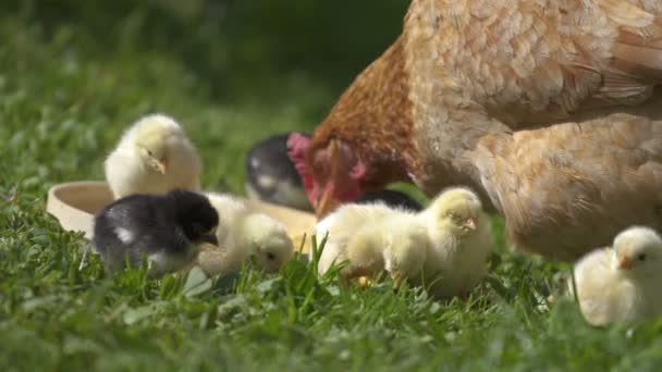 バイオ農場で赤ちゃんの雛 — ストック動画