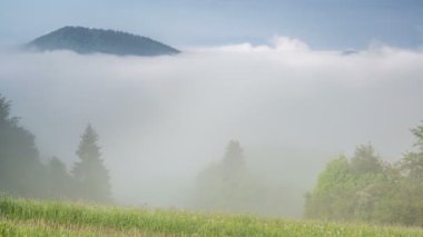 Sisli bulutlar üzerinde orman zaman atlamalı