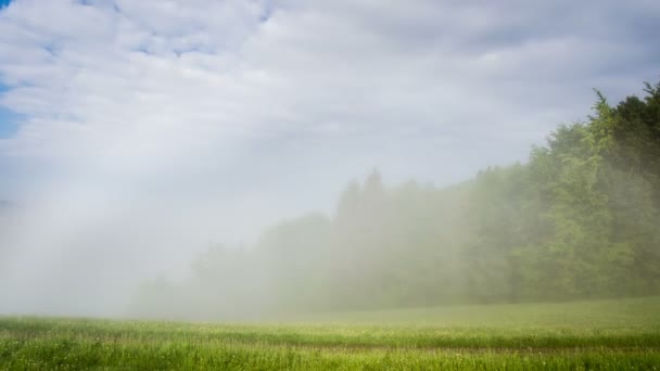 緑の森の風景の時間経過で霧の朝 — ストック動画