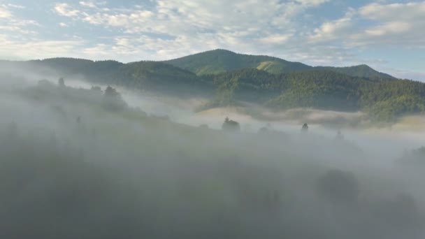 Mañana Niebla Aérea Sobre Paisaje Forestal — Vídeo de stock