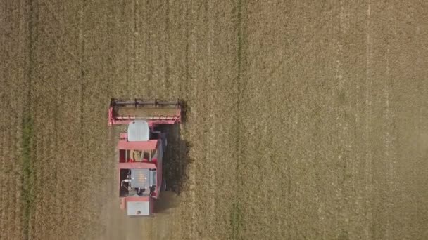 Combine Harvester Working Wheat Field — Stock Video
