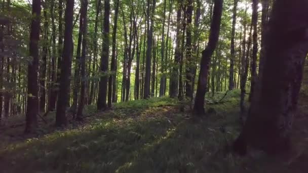 Bosque en luz del sol de la mañana — Vídeos de Stock