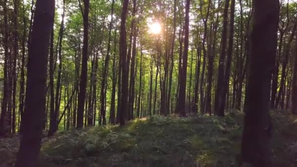 Východ slunce v zeleném lese — Stock video