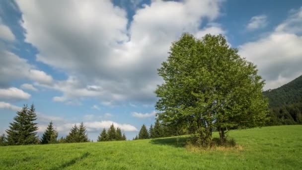 Облака движутся над зелеными деревьями в солнечный летний период — стоковое видео